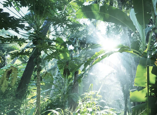 Jungle