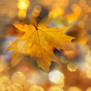 Sonbahar Yaprakları