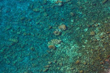 deniz balık sürüsü