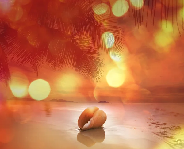 Muschel am tropischen Strand — Stockfoto