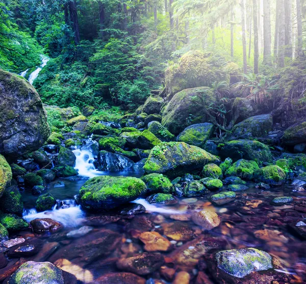 Lilla bäcken i skogen — Stockfoto