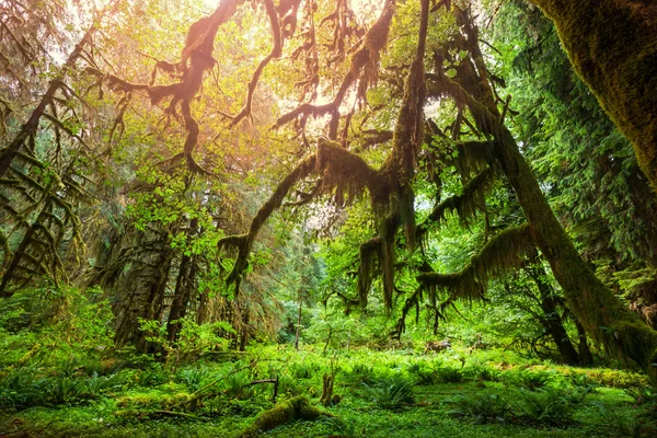 Grüner Wald — Stockfoto