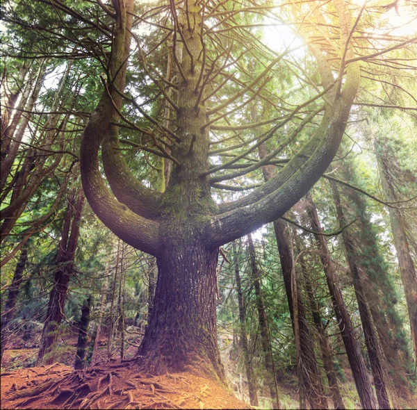 Vecchio albero nella foresta — Foto Stock
