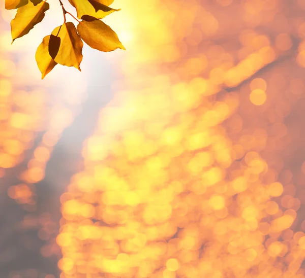 Herfstbladeren — Stockfoto