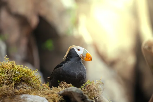 Puffin — Stock Photo, Image