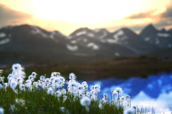 Cotton flowers — Stock Photo, Image