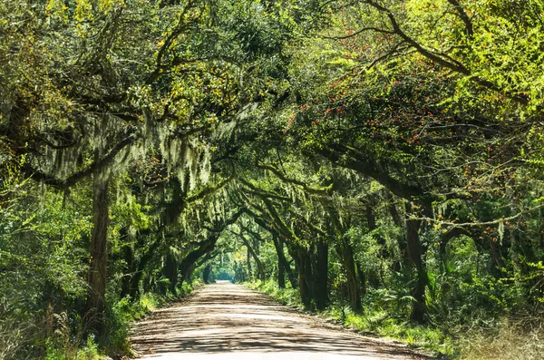 Trees tunnel - Botany Bay — Stock Photo, Image