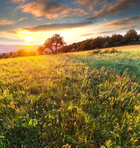 Meadow in mountains — Stock Photo, Image