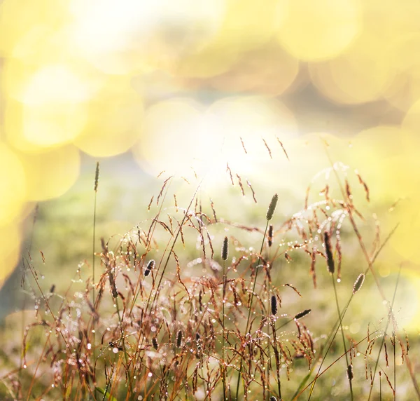 Grasland — Stockfoto