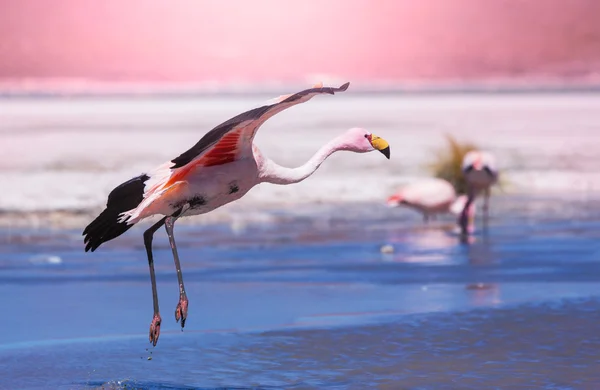 Flamingo — Stock Photo, Image