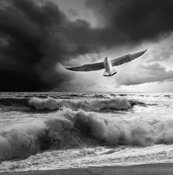 Морская чайка
