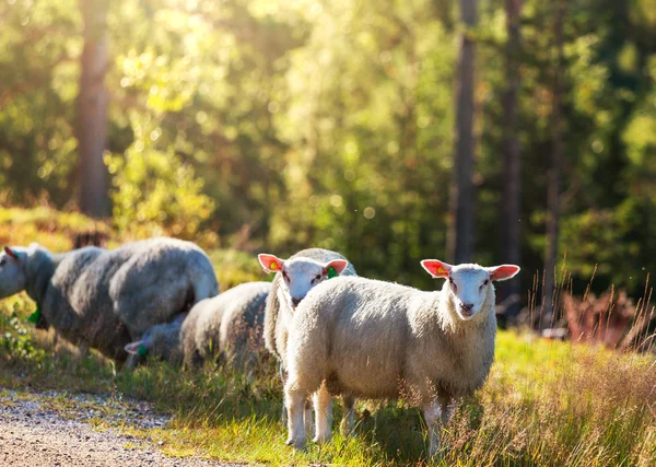 Schafe in Norwegen — Stockfoto