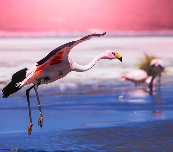 Flamant rose — Photo