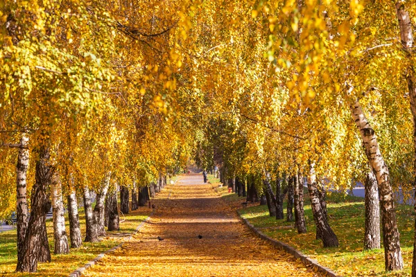 Autumn alley — Stockfoto