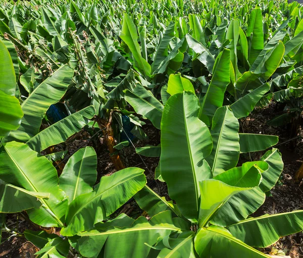 Plantación de plátanos — Foto de Stock