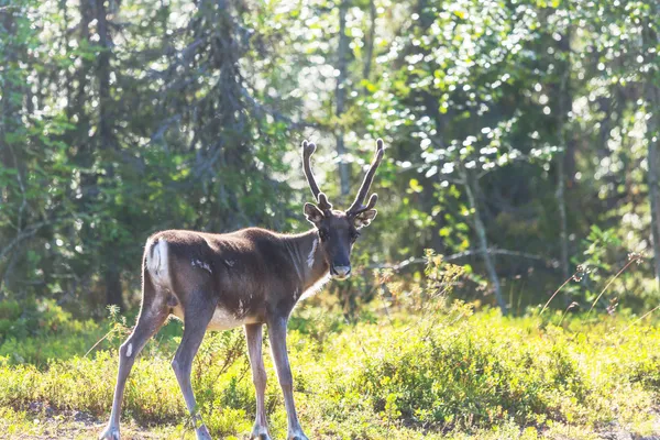 Raindeer. — Fotografia de Stock