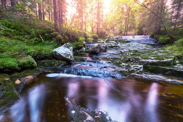 Creek in bos — Stockfoto