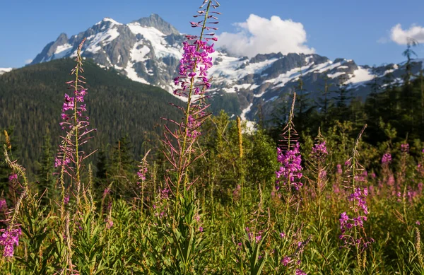 Mt.Shuksan — Zdjęcie stockowe