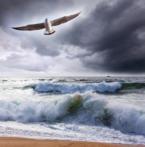 Sea gull — Stock Photo, Image
