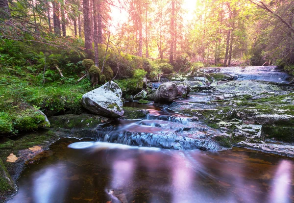 Creek na floresta — Fotografia de Stock