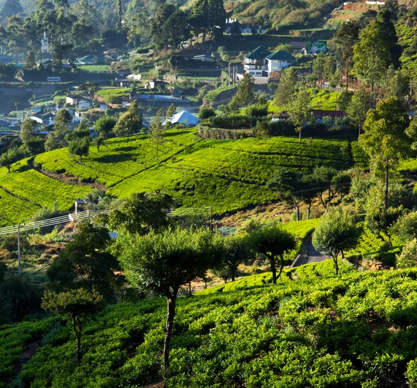 Teeplantage — Stockfoto