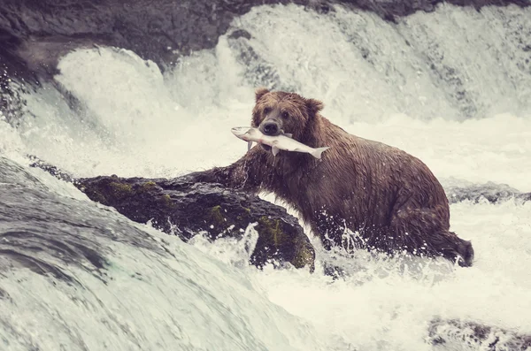 Orso in Alaska — Foto Stock