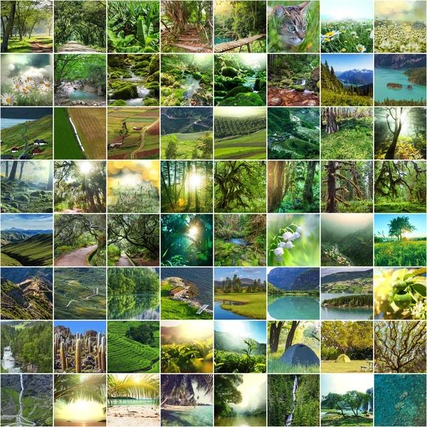 Gröna collage — Stockfoto