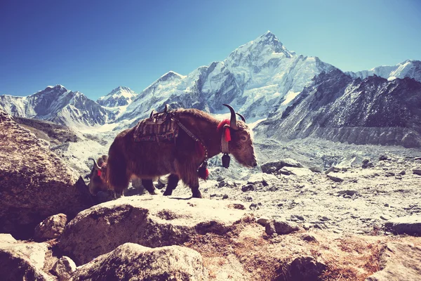 Yak in Nepal — Stock Photo, Image