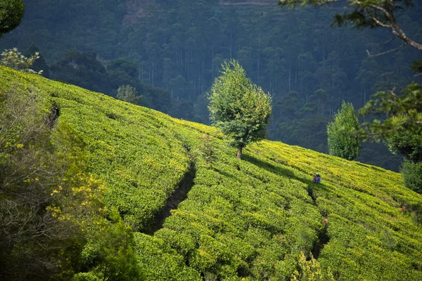 Plantação de chá — Fotografia de Stock