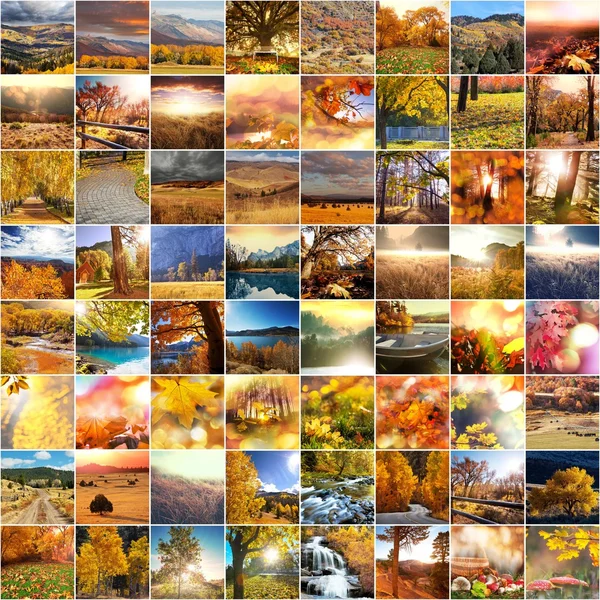 Collage de otoño — Foto de Stock