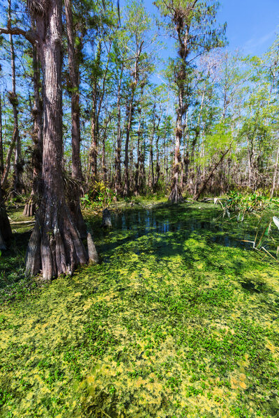 Bald Cypress Trees in a florida swamp