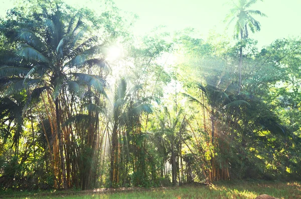 Selva ensolarada — Fotografia de Stock