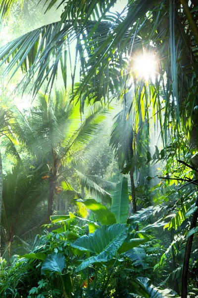 Jungle — Stockfoto