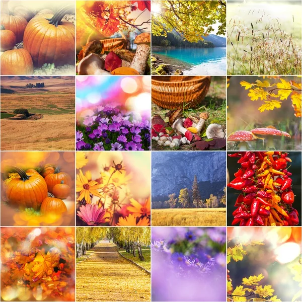 Collage d'automne — Photo