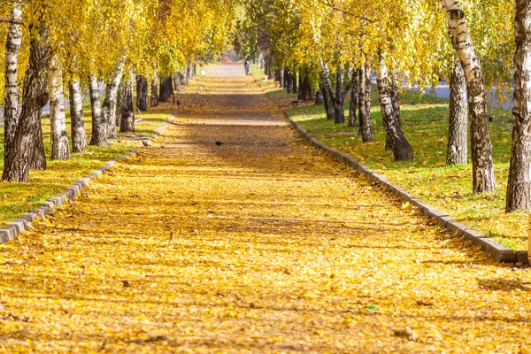 Herbstallee — Stockfoto