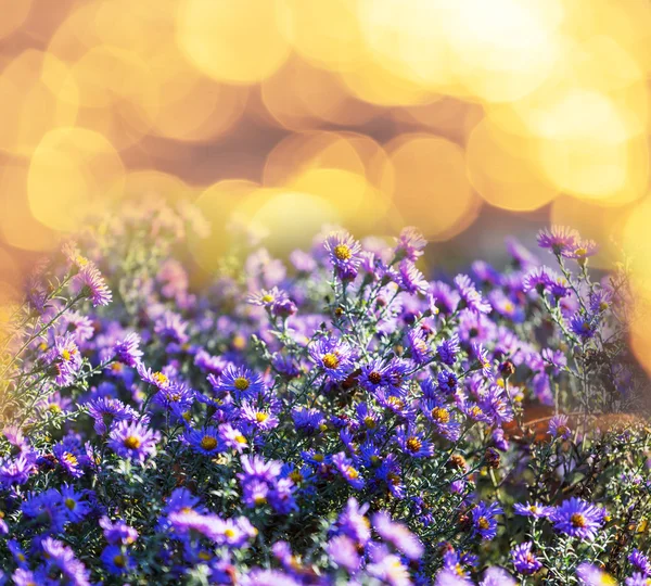 Flores — Foto de Stock