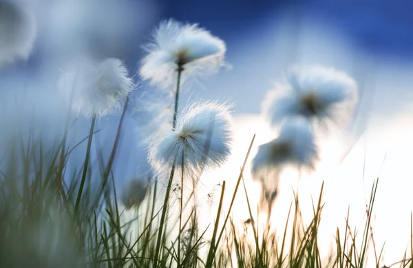 Polarblumen — Stockfoto