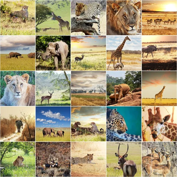 Africké safari — Stock fotografie