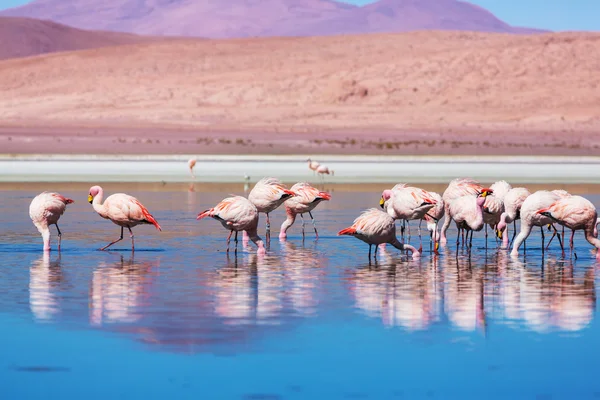 Flamingo — Stockfoto