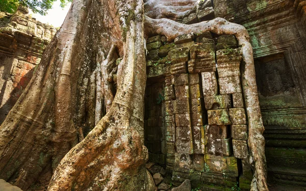 Pohon di Angkor — Stok Foto