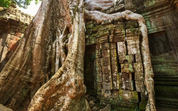 Árbol en Angkor —  Fotos de Stock