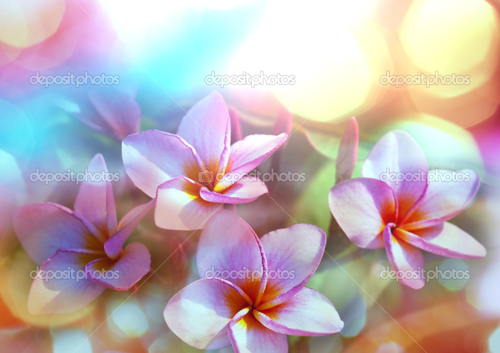 熱帯の花 ストック写真 C Kamchatka 熱帯の花 ストック写真 C Kamchatka