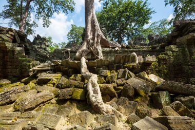 angkor ağacında