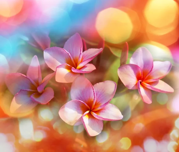 Tropical flowers — Stock Photo, Image