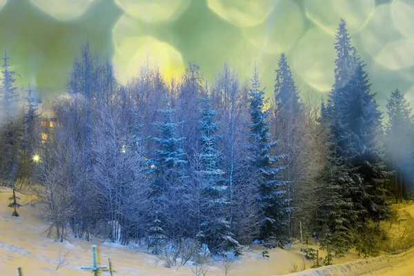 Winter forest — Stock Photo, Image