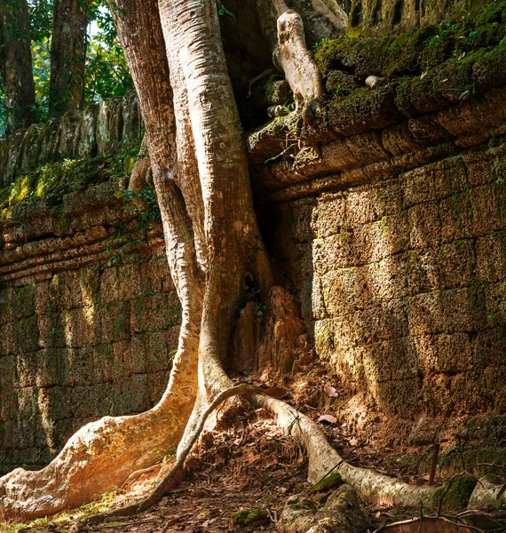 Árbol en Angkor —  Fotos de Stock