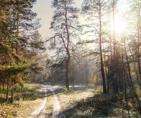 Foresta autunnale — Foto Stock