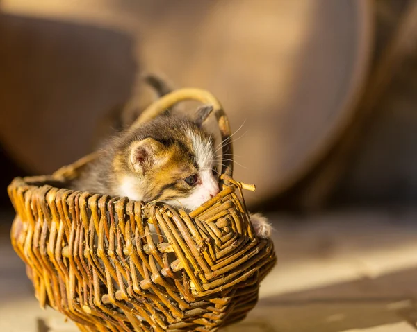 Kattunge — Stockfoto