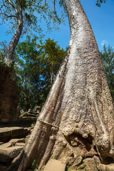 Árbol en Angkor —  Fotos de Stock