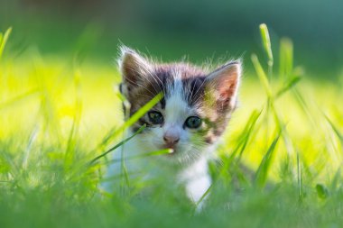 Yavru kedi